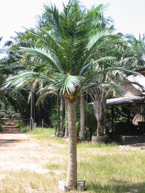 coconutproposal5.JPG (80801 Byte)